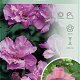 Hibiscus syr. 'Ardens' 80-100 cm 12L