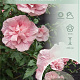 Hibiscus syr. Pink Chiffon 80-90 cm 7,5L