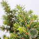 Picea a. 'Little Gem' 20-25 cm 3,0L
