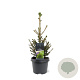 Picea a. 'Will's Zwerg' 30-40 cm 3,0L