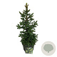 Picea a. 'Will's Zwerg' 50-60 cm 7,5L