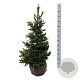 Picea a. 'Will's Zwerg' 80-100 cm met kluit extra