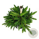 Picea a. 'Will's Zwerg' 40-50 cm P26