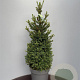 Picea a. 'Will's Zwerg' 60-80 cm met kluit extra