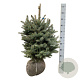 Picea pungens Super Blue Seedling 50-60 cm met kluit extra