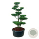 Ilex crenata 'Blondie' 175-200 cm cont. 240L bonsai