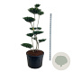 Ilex crenata 'Green Hedge' 175-200 cm cont. 180L bonsai