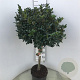 Ilex meserv. Blue Maid 60 cm stam 15L