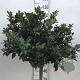 Ilex meserv. Blue Maid 60 cm stam 15L