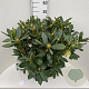 Rhododendron 'Cunningham's White' 60-80 cm 20L