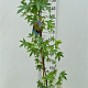 Liquidambar s. 'Worplesdon' 175-200 cm 7,5L