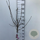 Magnolia 'Galaxy' 80 cm stam 7,5L