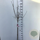 Magnolia 'Galaxy' 80 cm stam 7,5L