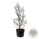 Magnolia 'Genie' 225-250 cm cont. 230L solitair
