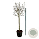 Magnolia soul. 'Alba Superba' 120 cm stam cont. 55L extra