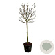 Magnolia soul. 'Alba Superba' 120 cm stam cont. 55L extra