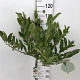 Magnolia stellata 50 cm stam 7,5L