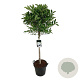 Magnolia stellata 80 cm stam 30L