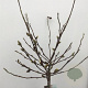 Magnolia stellata 90 cm stam 7,5L