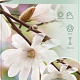 Magnolia stellata 90 cm stam 7,5L