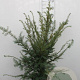 Taxus baccata 60-80 cm 5,0L