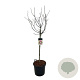 Magnolia 'Susan' 80 cm stam 30L