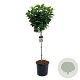 Magnolia 'Susan' 80 cm stam 30L