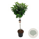 Magnolia 'Susan' 80 cm stam 30L