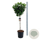 Magnolia 'Susan' 80 cm stam 30L