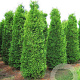 Thuja occ. 'Brabant' 300-350 cm draadkluit solitair