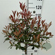 Photinia fraseri Carré Rouge 80 cm stam 7,5L