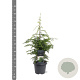 Tsuga canadensis 60-80 cm 5,0L