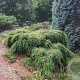 Tsuga can. 'Cole's Prostrate' 40-50 cm 2,0L gebonden