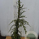 Tsuga can. 'Pendula' 80-100 cm 5,0L
