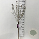 Syringa Dark Purple 60 cm stam 5,0L