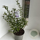 Syringa meyeri Flowerfesta White 30-35 cm 5,0L