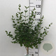 Syringa meyeri 'Palibin' 60 cm stam 5,0L