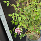 Syringa microphylla 'Superba' 100-125 cm 10L