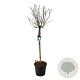 Syringa v. 'Mme Lemoine' 120 cm stam cont. 55L extra