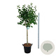 Syringa v. 'Mme Lemoine' 120 cm stam cont. 55L extra