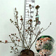 Viburnum burkw. 'Anne Russell' 60-80 cm 10L