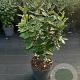 Elaeagnus ebb. 'Compacta' 40-50 cm 10L
