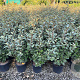 Elaeagnus ebb. 'Compacta' 70-90 cm 9L