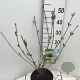 Viburnum plic. 'Grandiflorum' 40-50 cm 4,0L