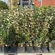 Elaeagnus ebb. 'Compacta' GM cont. 90L
