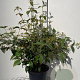 Viburnum plic. 'Mariesii' 60-80 cm 7,5L