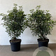 Prunus l. 'Angustifolia' 60-80 cm 7,5L