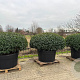 Prunus l. 'Angustifolia' 150-175 cm cont. 500L platte bol