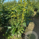 Prunus l. Genolia 60-80 cm met kluit