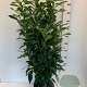 Prunus l. Genolia 80-100 cm met kluit